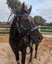 Load image into Gallery viewer, Comfort Bitless Bridle - Monalisa