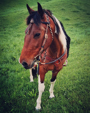 Load image into Gallery viewer, Fairytale Bridle - Ebony