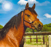 Load image into Gallery viewer, Stiff Halter - Chocolate Covered