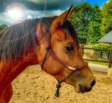 Load image into Gallery viewer, Stiff Halter - Chocolate Covered