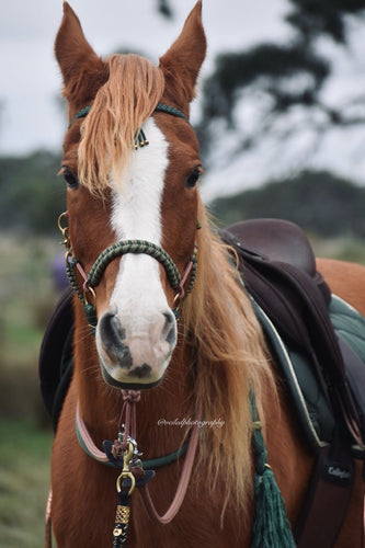 Knotless Comfort Bitless Bridle - Forest Espazade