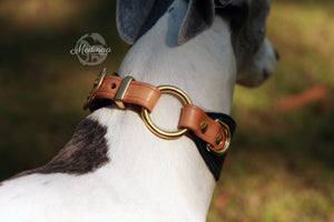 Luxury Dog Collar - Regio